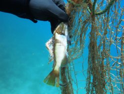 "Hayalet Avcılık" deniz canlılarının hayatını tehdit ediyor
