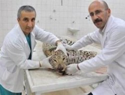 Çınar'da Öldürülen Leoparın Sırrı Çözüldü!