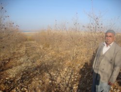 Nar bahçesi kurumaya terk edildi