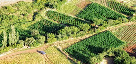 Lice'de Esrara BDP Koruması!