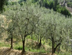 Manisa zeytin üretiminde birinci