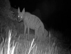 Şırnak'ta soyu tükenmekte olan çizgili sırtlan görüldü