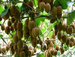 Türkiye kivi üretim artışında dünya birincisi