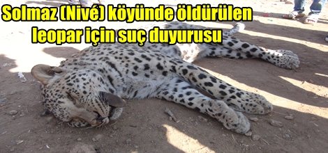 Çınar'da öldürülen leopar için suç duyurusu