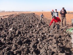 Muş'tan Avrupa'ya meyan kökü ihracatı