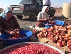 Narda hasat mevsiminin sonuna gelindi