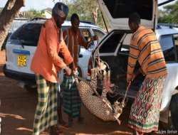 Diyarbakır'da leopar, Kenya'da çita