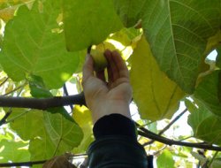 Şırnak'ta incir ağacı yılın ikinci meyvesini verdi