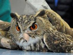 Yaralı Baykuşa medikal tedavi