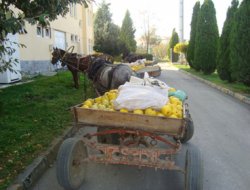 Ayva hırsızlarına suçüstü