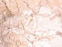 Siverek'te bulunan kemikler 50 yıl ve daha öncesine ait çıktı