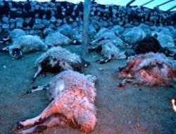 Derik'te Kurtlar 75 Küçükbaş Hayvanı Telef Etti