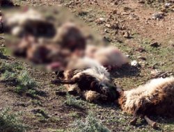 Kamyonet hayvan sürüsüne çarptı