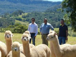 Alpaka develeri ilk kez Türkiye'ye getiriliyor