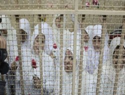 Mısır'da 14 genç kıza tecilli hapis cezası