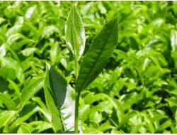 Çay Üretiminde Yüzde 68'lik Artış