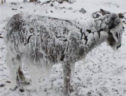 Siverek'te eşekler buz tuttu