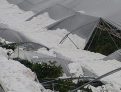 Tonlarca domates kar altında kaldı