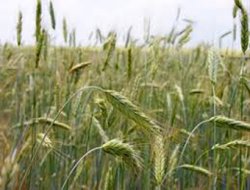 Çavdar ekmeğine talep, tüketimi 5'e katladı