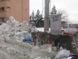 İdil Belediyesi kar temizlemede sınıfta kaldı