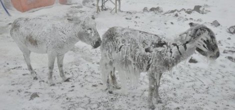 Buz tutan eşeklere kaloriferli ahır