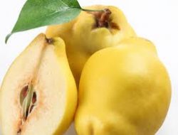 Türkiye ayva üretiminde dünya birincisi