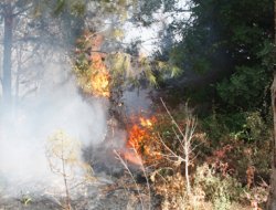 Mersin'de orman yangını (Yenilendi)