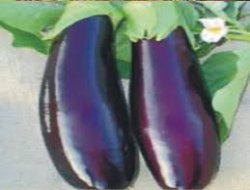 Aralık ayının zam şampiyonu "Patlıcan"