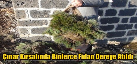 Çınar Kırsalında Binlerce Fidan Dereye Atıldı