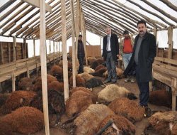 Muş'ta 85 küçükbaş hayvan telef oldu