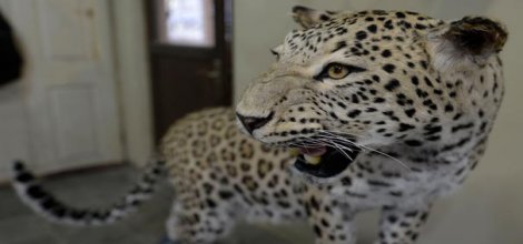 Çınar'da öldürülen leoparın yeni hali