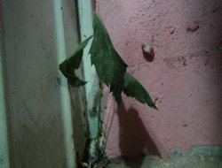 Betonda yeşeren bitki şaşırttı