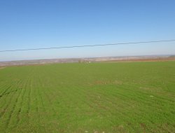 Çınar'da Tarlalar Yeşermeye Başladı