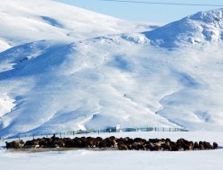 Tarım ve Hayvancılık Can Çekişiyor