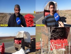 Çınarlı çiftçinin yetiştirdiği soğanlar elinde kaldı