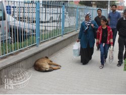 Dikkat Köpek Var!