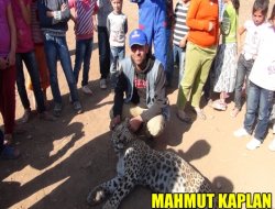 Çınar'da leoparı öldüren çobanlara dava açıldı