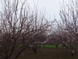 İzmir'de Ağaçlar Erken Çiçek Açtı