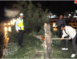 Şiddetli Fırtına Ağacı Devirdi