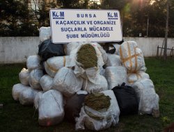 Bursa`da 1 ton 155 kilogram esrar ele geçirildi