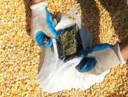 MISIR Taşıyan TIR'da 464 Kilo Esrar Ele Geçirildi