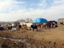 Diyarbakırlı Köylüler Hırsızlara Karşı 24 Saat Nöbette