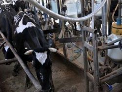 İsrail ablukası hayvanları da vuruyor