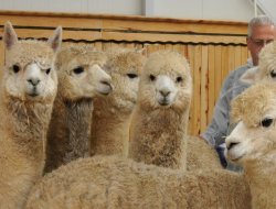 Türkiye'nin ilk Alpaka cinsi develeri Konya'da