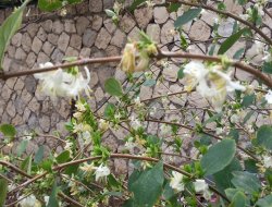 Silopi'de baharın müjdecisi olan çiçekler açtı
