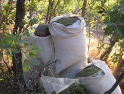 Diyarbakır'da 591 kilo esrar ele geçirildi