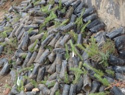 Çınar'da 9 bin fidan dağıtıldı