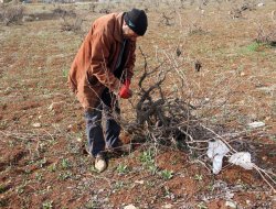 Midyat'ta, üzüm bağları budanmaya başladı