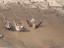 Serçelerin banyo keyfi