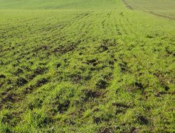 Çınar'da yağışlar çiftçinin yüzünü güldürdü